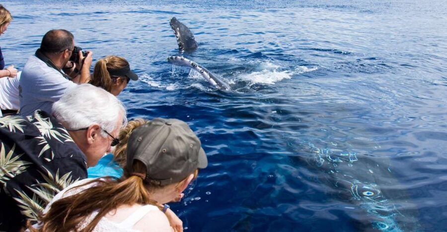 Maui: Eco-Friendly Whale Watching Tour from Ma'alaea Harbor