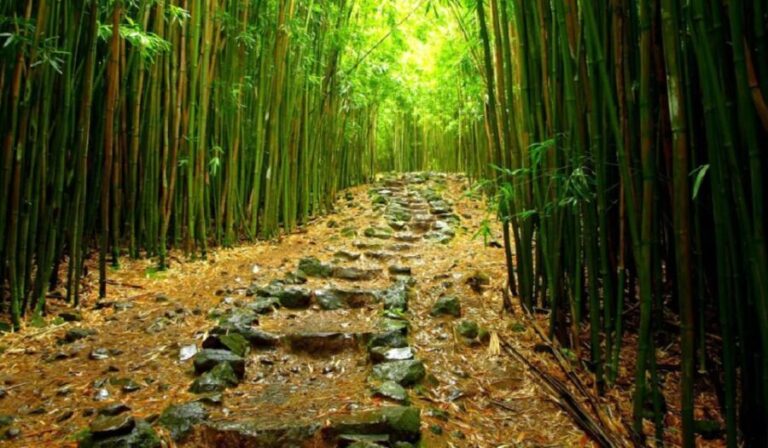 Maui: Full Day Hiking Tour with Lunch - What Makes This Tour Worth the Price?