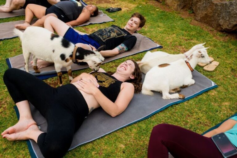Maui Goat Yoga with Miniature Goats - The Itinerary Breakdown