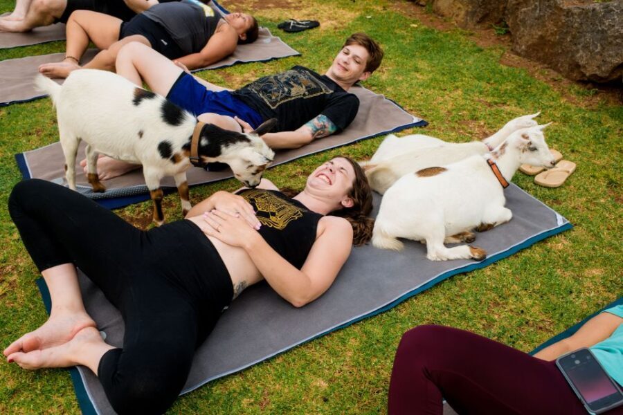 Maui Goat Yoga with Miniature Goats
