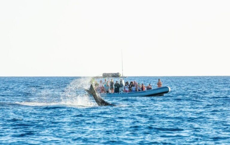 Maui: Guided Whale Watching Tour on Eco Raft - Final Thoughts: Who Will Love This Tour?