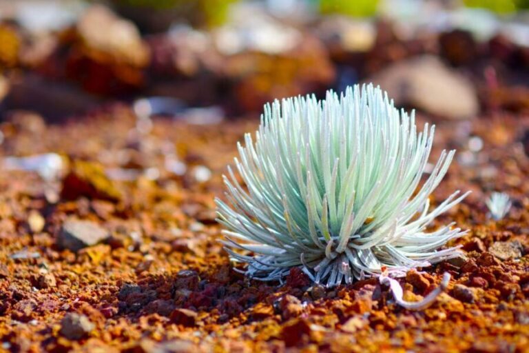 Maui: Haleakala Sunset and Stargazing Tour with Dinner - Is It Worth the Price?