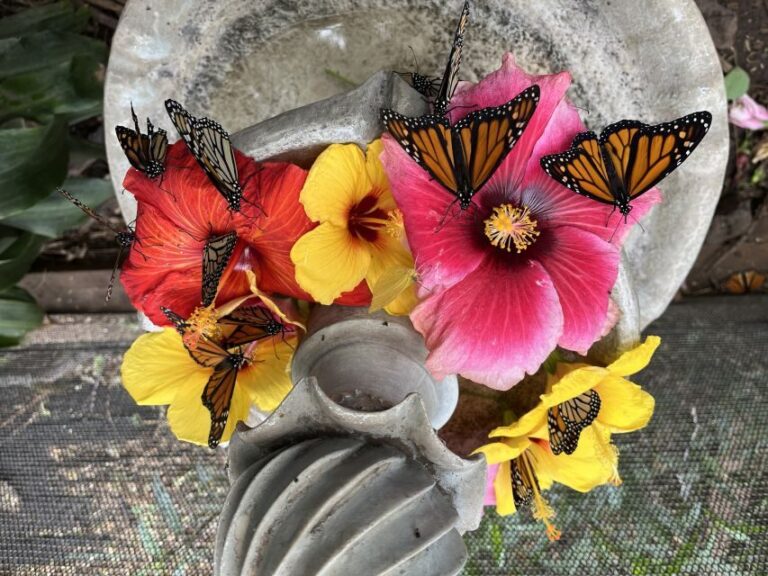 Maui: Interactive Butterfly Farm Entrance Ticket - The Value for the Price