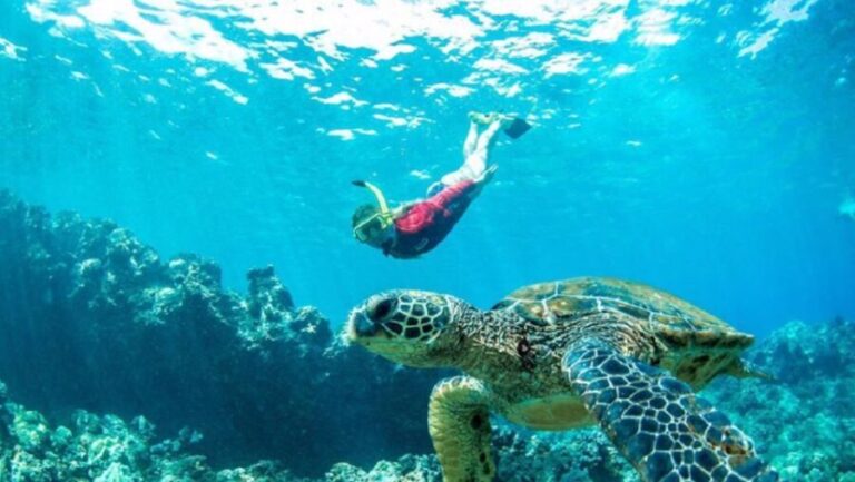Maui: Kaanapali Beach 5-hr Snorkel w/ BBQ Lunch & Open Bar - The Itinerary: What You Can Expect