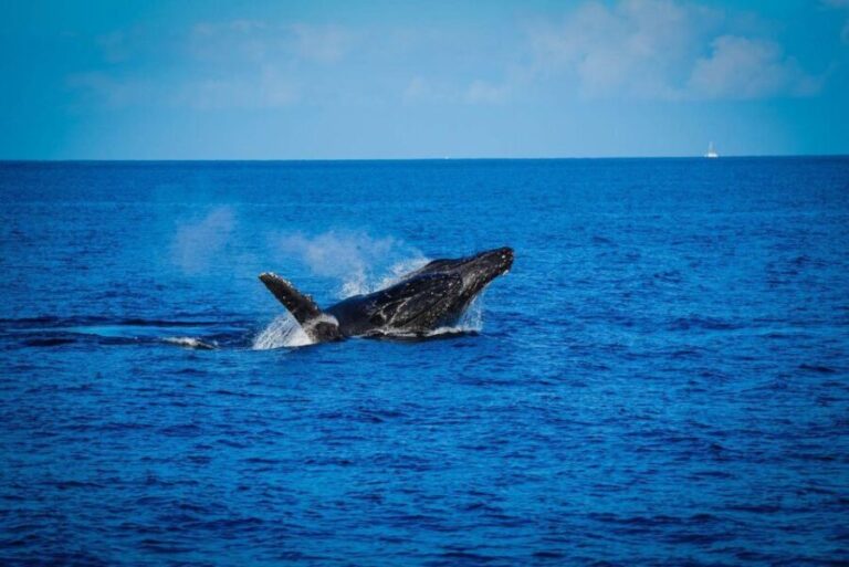 Maui: Luxury Catamaran Whale Watch & Sail - How This Experience Compares to Similar Tours