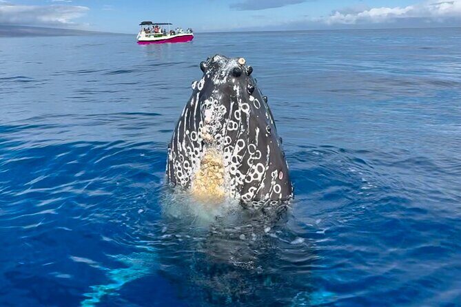 Maui Mid Day Magic Whale Watch - Itinerary and Experience