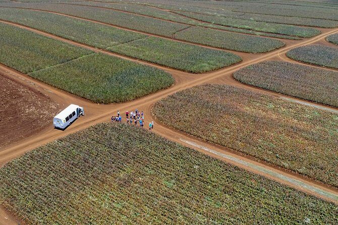 Maui Pineapple Farm Tour in Haliimaile - Practical Details: What Travelers Need to Know