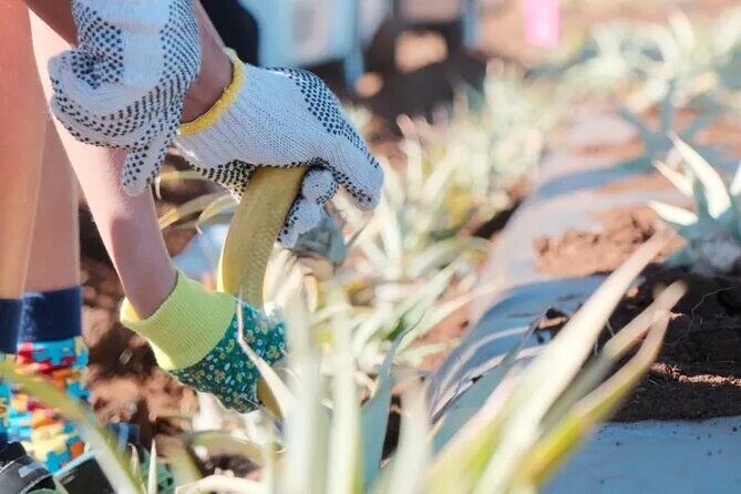 Maui Pineapple Planting Experience - What Are the Key Points?