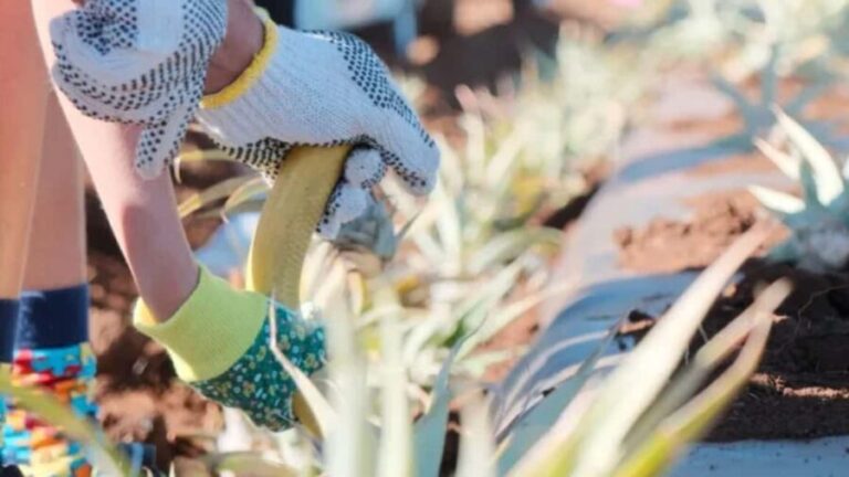 Maui: Pineapple Planting Experience - Key Points