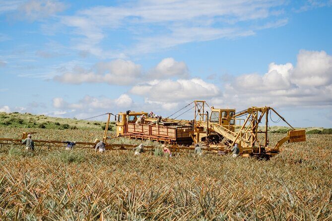 Maui Pineapple Tour: Farm and Feast Experience - Practical Details to Keep in Mind