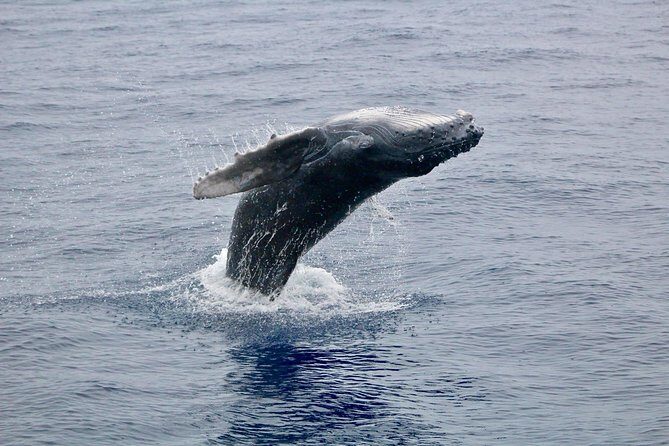 Maui Premium Sunset Dinner Cruise & Whale Watch - Who This Tour Is Best For