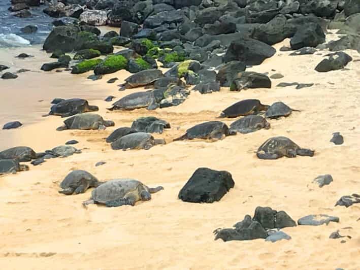Maui: Private Halfway to Hana Tour - Comfort and Convenience
