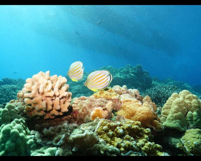Maui: Snorkel Tour to Coral Gardens