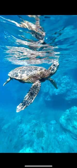 Maui: Snorkel with Turtles and Picnic Tour - Pricing and Value