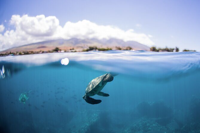 Maui Snorkeling Boat Tour to Turtle Town Aboard Quicksilver - Who This Tour Is Perfect For