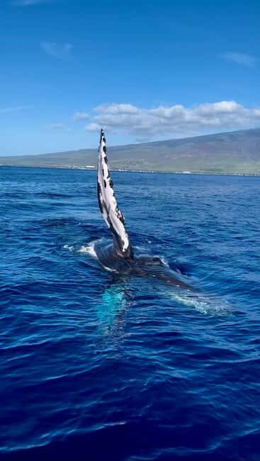 Maui: Sunrise Whale Watch
