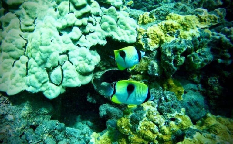 Maui: Turtle Town Snorkeling Tour with a Marine Biologist - The Meeting Point and Logistics