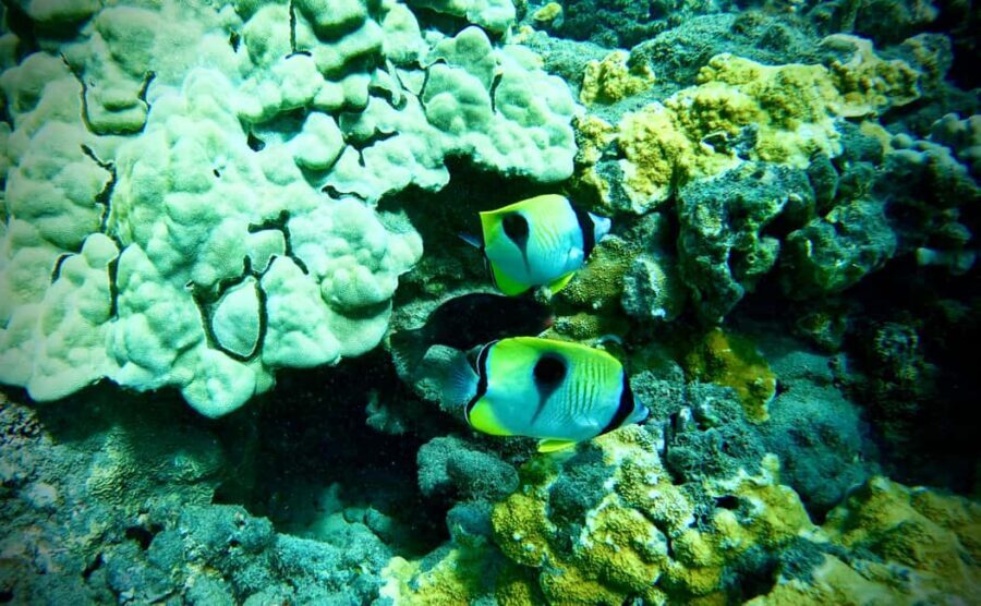 Maui: Turtle Town Snorkeling Tour with a Marine Biologist