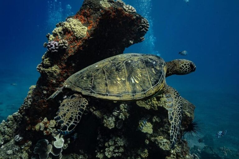 Maui: Turtle Town Sunset Glow Snorkel With Optional Photo - What to Expect on the Tour