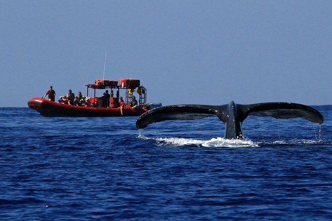 Maui Whale-Watching Tour by Raft from Kihei - The Sum Up