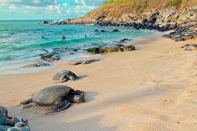 Mauis Sea Turtles, Waterfalls and Road to Hana Adventure - What Travelers Are Saying