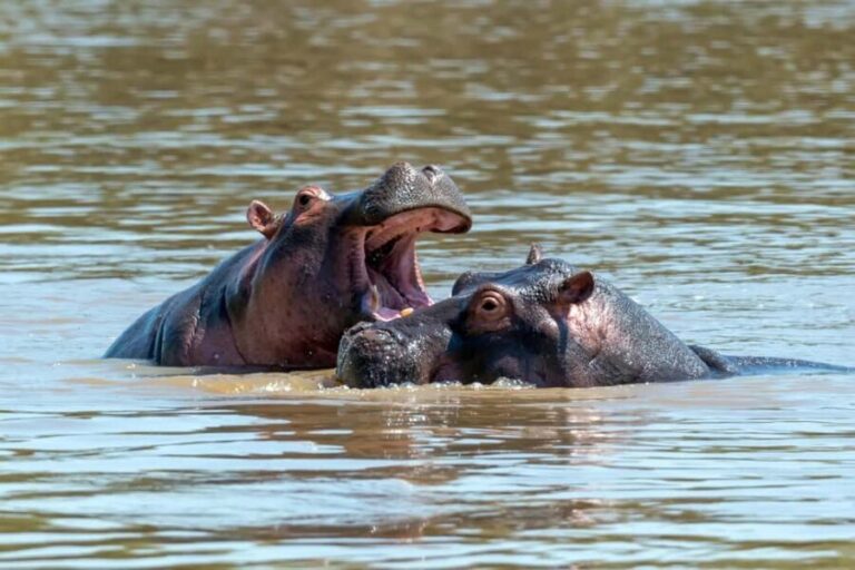 Maun: 8-Day Okavango Delta Safari with Camping - Mokoro Ride and Transfer to Moremi