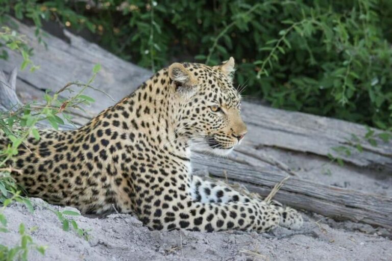 Maun Highlights Safari 3 Days/2 Nights - What You Can Expect from This Safari