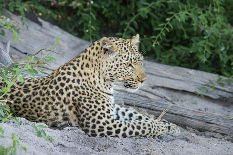 Maun Highlights Safari 3 Days/2 Nights - What You Can Expect from This Safari
