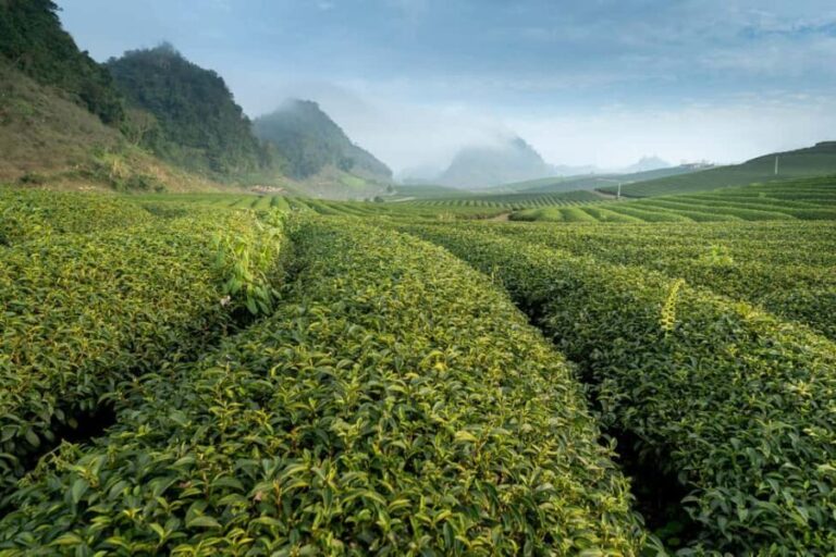 Mauritius: South Coast Tour with Tea Factory & Gris Gris - Value and Considerations
