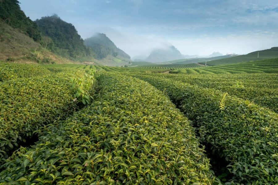 Mauritius: South Coast Tour with Tea Factory & Gris Gris - Value and Considerations