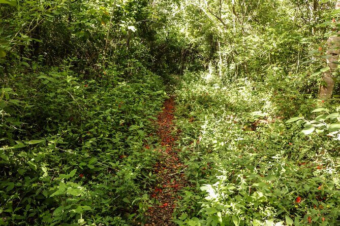 Mayan Trail: Ek Balam, Sacred Cenote and Local Food - Cooling Off in XCanche Cenote