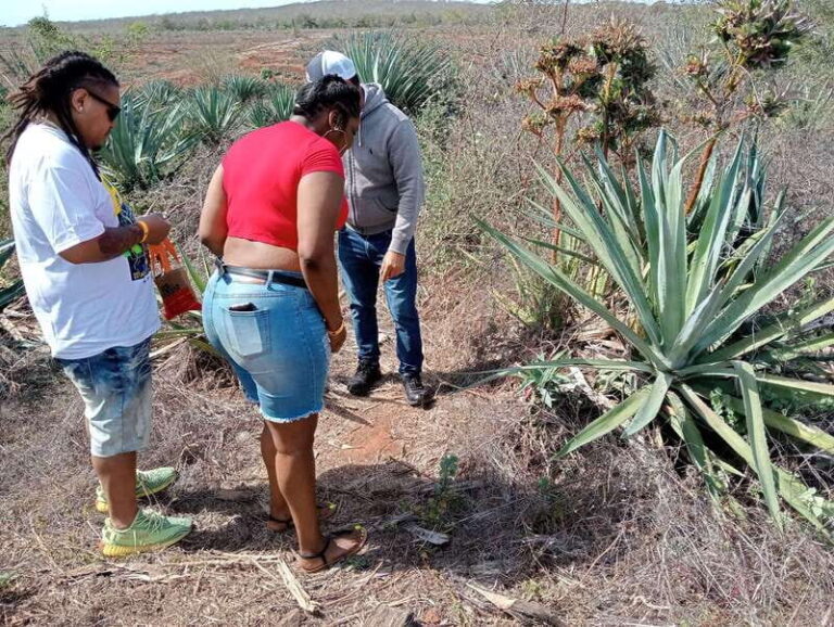 Mazatlan: Mezcal Factory Tour with Tasting and Lunch - What to Expect: A Step-by-Step Breakdown