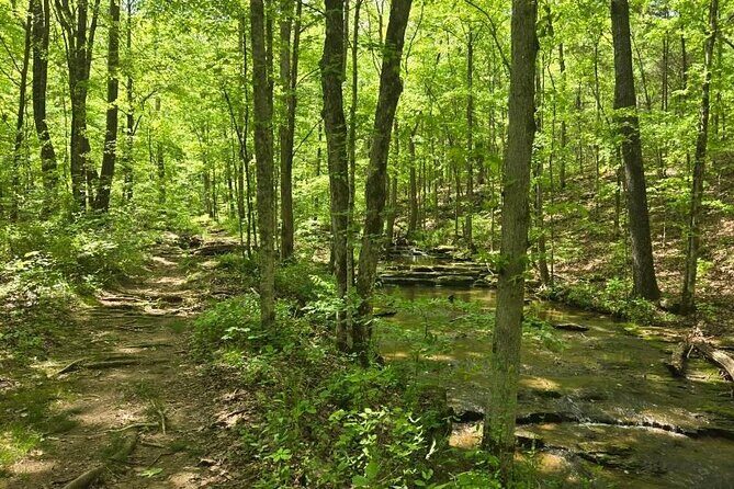 Meditative, Forest Bathing Hike followed by Yoga on the Deck - The Sum Up: Who Should Consider This Experience?