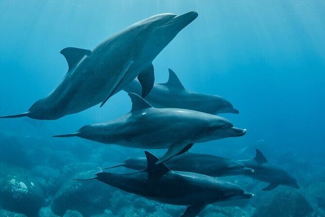 Meet Dolphins in Huatulco