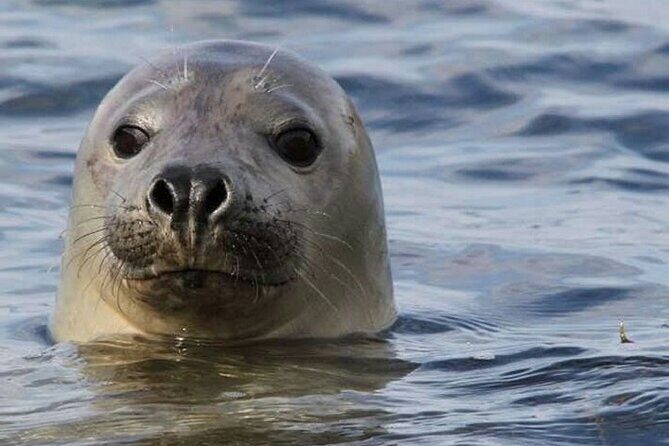 Meet The Seals Boat Tour - Travel by boat to a Secret Seal Cove - What to Expect During the Tour