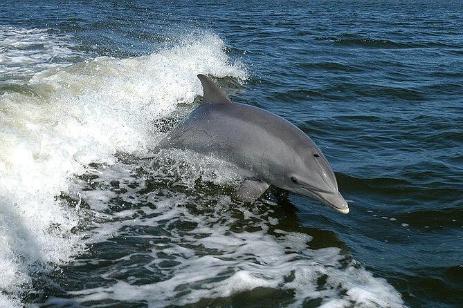 Mega Bite Dolphin Tour Boat in Clearwater Beach - Final Thoughts: Worth the Splash?