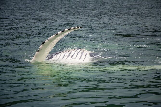 Mendenhall Glacier and Whale Watching Tour - Who Will Love This Tour?