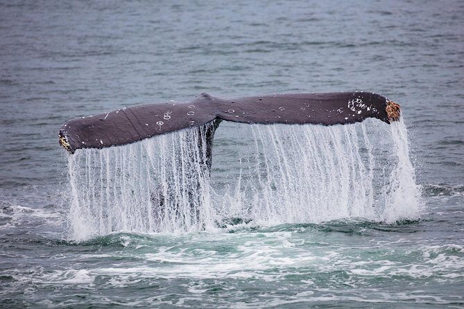 Mendenhall Glacier Visitor Center and Ultimate Whale Watch Combo - Why This Tour Is a Great Choice