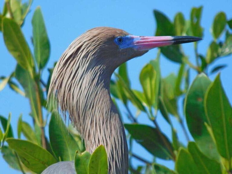 Merida: Kayaking and Bird Sanctuary in Sisal - Final Thoughts