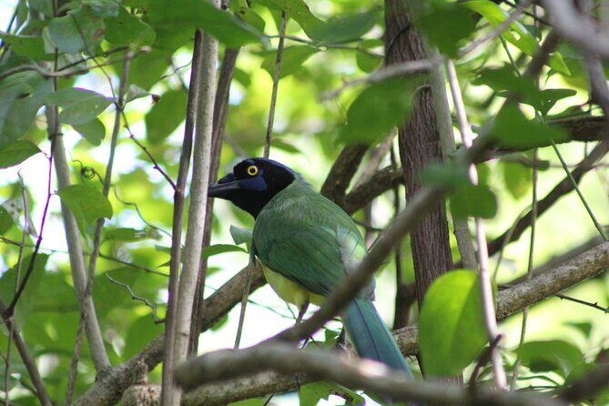 Merida Yucatan Birdwatching Activity - Reviews and Feedback: What Travelers Say