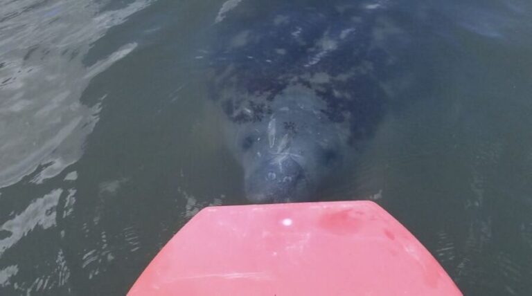 Merritt Island: Manatee Watching Paddle or Kayak Tour - The Itinerary: What to Expect