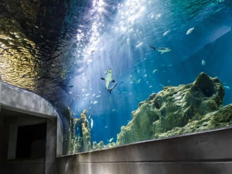 Mexico City: Entry Ticket to Acuario Michin - Weighing the Experience: Pros and Cons