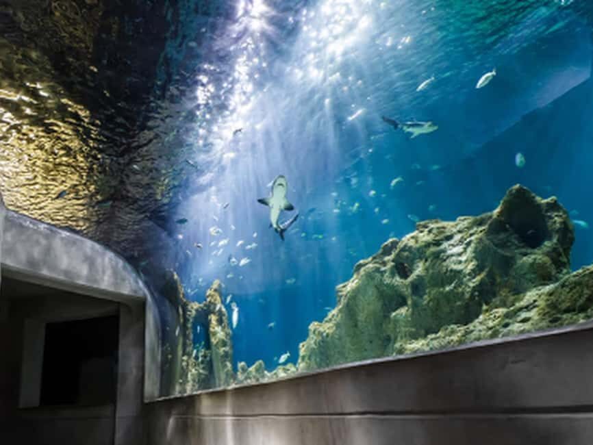 Mexico City: Entry Ticket to Acuario Michin - Weighing the Experience: Pros and Cons