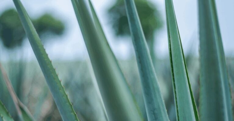 Mexico City: Mezcal Tasting and Market Tour with Lunch - Is It Worth the Price?
