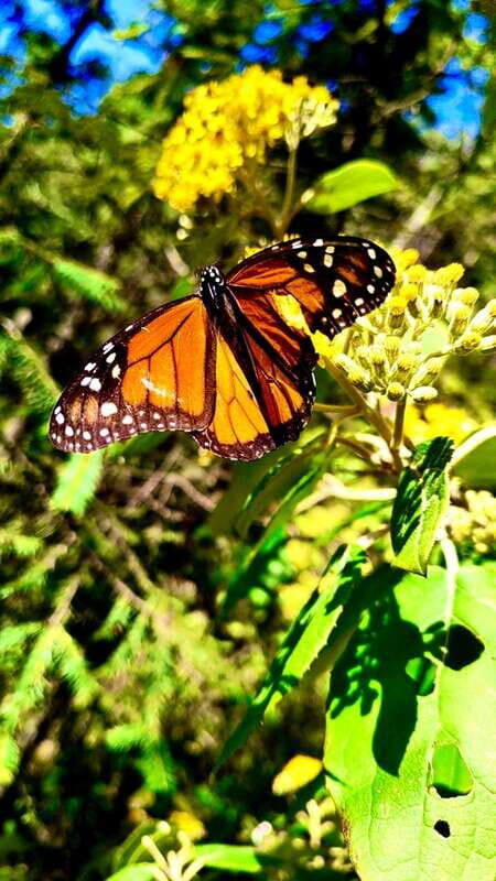 Mexico City: Monarch Butterfly Sanctuary Day Tour - Final Takeaways