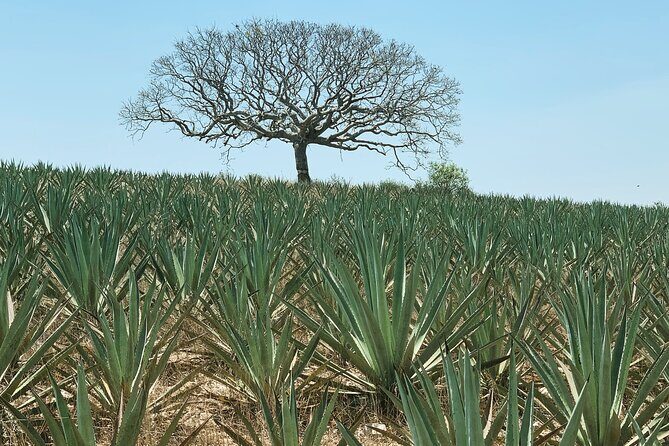 Mezcal Day Experience - Who Should Consider This Tour?
