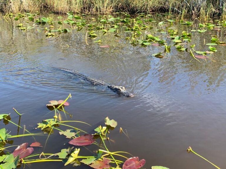 Miami: Alligator Spotting Airboat with Pick-Up/Drop-off - An In-Depth Look at the Experience