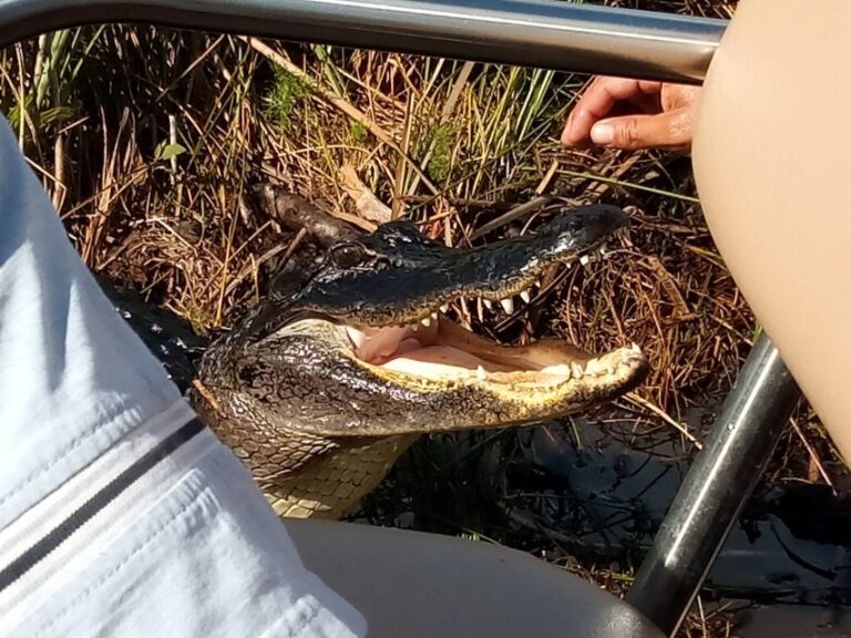 Miami: Everglades Full-Day Tour with 2 Boat Trips and Lunch - How the Experience Feels for Travelers