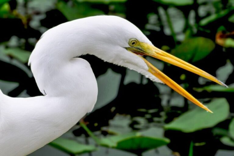 Miami: Everglades Safari Park Airboat Tour - A Deep Dive into the Experience