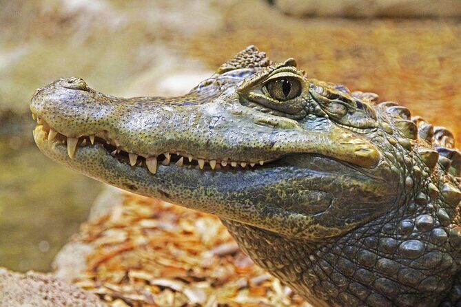 Miami Full Day Self-Guided Sightseeing Tour w/ Cruise and Everglades Airboat - What Travelers Can Expect